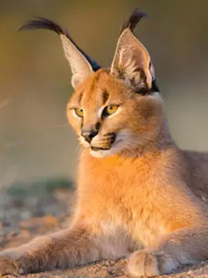 sariska-caracal