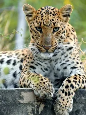 sariska-leopard