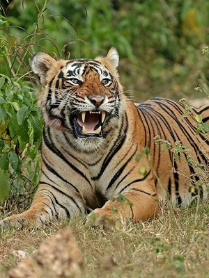 sariska-tiger